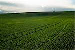 Sweden, Sodermanland, Jonaker, Green field of wheat under cloudy sky