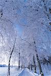 Sweden, Sodermanland, Skavsta, Winter landscape with road and trees