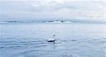 Sweden, Uppland, Oxelosund archipelago, Mute swan (Cygnus olor) on water