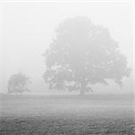 Sweden, Skane, Silhouette of English Oak (Quercus robur) in meadow in fog