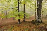 Sweden, Skane, Soderasens National Park, Klova Hallar, Autumn forest in fog