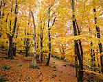 Sweden, Skane, Stenshuvud National Park, Autumn forest with yellow leaves