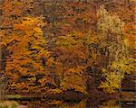 Sweden, Skane, Soderasens National Park, Trees reflecting in pond