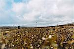 Sweden, Sylama, Jamtland, Man walking in meadow