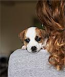 Close up portrait puppy over girl shoulder