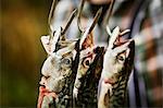 Chef holding three Mackerel hanging on hooks.