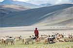 A nomad woman gathers her herd together in the morning to collect milk and brush them to extract wool in the remote Himalayan region of Ladakh in north India, India, Asia