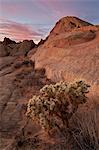 Cactus and sandstone formations at dawn, Valley Of Fire State Park, Nevada, United States of America, North America