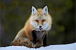 Red Fox (Vulpes vulpes) (Vulpes fulva) in the snow, Grand Teton National Park, Wyoming, United States of America, North America