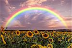 Landscape with sunflower field and rainbow