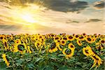 Summer landscape with sunflowers field and sun