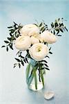 White ranunculus flowers in a glass vase Blue background Copy space