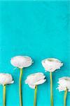 White ranunculus flowers Blue background Copy space