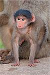 Cute baby chacma baboon (Papio hamadryas) with its mother, South Africa