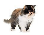 tricolor persian cat in front of white background