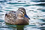 Portrait of a females of duck on the water