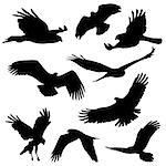 Set of silhouettes. Eagle and other big birds. Isolated on white background. Vector illustration.