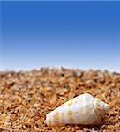 Shell of cone snail on sand and blue background with copyspace