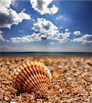 Seashell on sand at sunny summer day