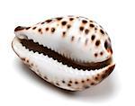 Shell of Cypraea tigris isolated on white background. Close-up view.