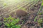 hedgehog at the green field