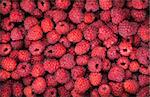 Fresh organic ripe raspberry as a background