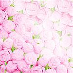 Bright colorful peonies background with green leaves