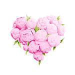 Bright peonies heart on white