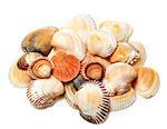 Seashells of anadara and scallop. Isolated on white background