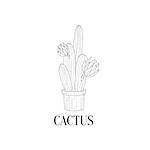 Blooming Tall Cactus In Pot Hand Drawn Realistic Detailed Sketch In Classy Simple Pencil Style On White Background