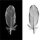 Black and White Bird Feather Drawn in Vector Illustration. EPS10