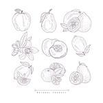 Fresh Vegetables Isolated Hand Drawn Realistic Detailed Sketch In Classy Simple Pencil Style On White Background