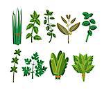 Set of 9 vector herbs, aromatic herbs for seasoning food