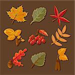 Set of colorful autumn leaves. Vector illustration.