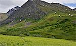 Distant view of woman running the Gold Mint Trail, Talkeetna Mountains near Hatcher Pass, Alaska, USA
