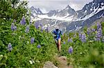 Woman running the Gold Mint Trail amongst mountain lupins, Talkeetna Mountains near Hatcher Pass, Alaska, USA