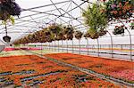 Commercial greenhouse with rows of orange Petunias and red Pelargonium - Geraniums in hanging baskets plus red, white, red and pink flowering Begonia plants