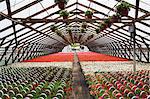 Commercial greenhouse with pink flowers in hanging baskets and purple, pink and red Petunias, white, red and pink Begonias in containers