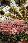 Commercial greenhouse with yellow and red flowers in hanging baskets and red and white Dahlias in containers