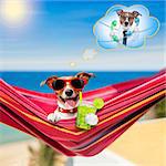 jack russell dog relaxing on a fancy red  hammock  with blank banner, placard or blackboard,  on summer vacation holidays at the beach , thinking of work