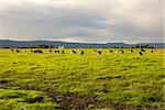Cattle grazing in the open meadows in Australia