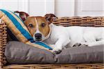 jack russell terrier dog  in bed , having a siesta and relaxing