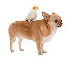 purebred chihuahua and cockatiel in front of white background