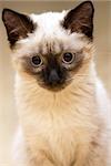 a little fluffy blue-eyed Siamese kitten sitting