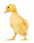 Cute domestic duckling, isolated on white background