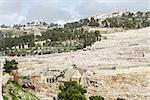 Mount of Olives in Jerusalem. Jewish cemetery, ancient tombs and church on the Mount of Olives. Israel.