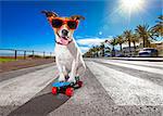jack russell terrier dog  riding a skateboard as a skater , with sunglasses in summer vacation close to the beach