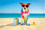 jack russell dog at the beach with a suitcase luggage or bag wearing sunglasses and flower chain at the ocean shore on summer vacation holidays