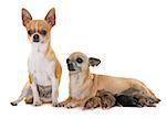 family of chihuahua in front of white background
