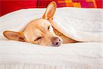 chihuahua dog  sleeping under the blanket in bed the  bedroom, ill ,sick or tired, sheet covering its head